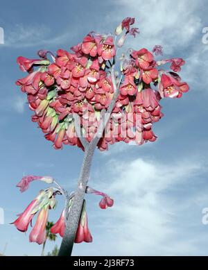 Kalanchoe - Blick von unter auf den Blütenstand, Fuerteventura, Spanien Foto Stock