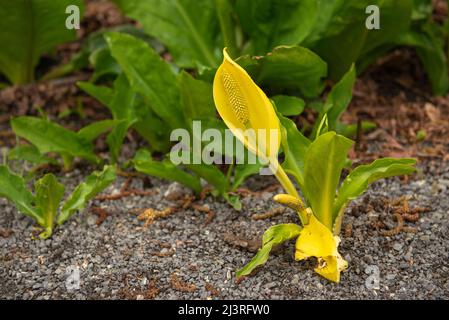 Il cavolo skunk fiorito (Symplocarpus foetidus) è una delle prime piante a fiorire in primavera nelle zone umide dell'isola di Vancouver Foto Stock