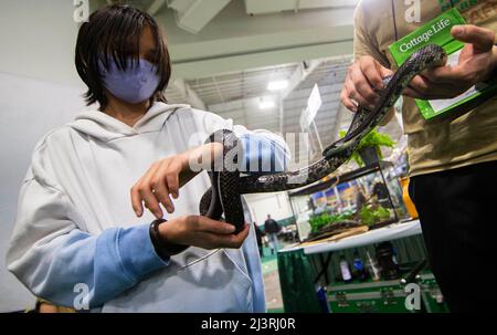 Mississauga, Canada. 9th Apr 2022. Un ragazzo tocca un serpente durante lo Spring Cottage Life Show a Mississauga, la Grande zona di Toronto, Canada, il 9 aprile 2022. Lo Spring Cottage Life Show si svolge da giovedì a domenica, mostrando prodotti da costruzione innovativi, soluzioni verdi, arredamento e stile, arte e artigianato, cibo e intrattenimento e molto altro ancora. Credit: Zou Zheng/Xinhua/Alamy Live News Foto Stock