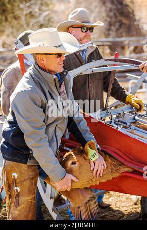 Cowboys giovane vitello in squeeeze sparare; primavera marcare a caldo evento sul ranch Hutchinson vicino a Salida: Colorado; USA Foto Stock