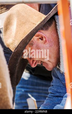 Cowboys giovane vitello in squeeeze sparare; primavera marcare a caldo evento sul ranch Hutchinson vicino a Salida: Colorado; USA Foto Stock