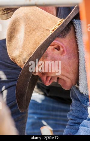 Cowboys giovane vitello in squeeeze sparare; primavera marcare a caldo evento sul ranch Hutchinson vicino a Salida: Colorado; USA Foto Stock