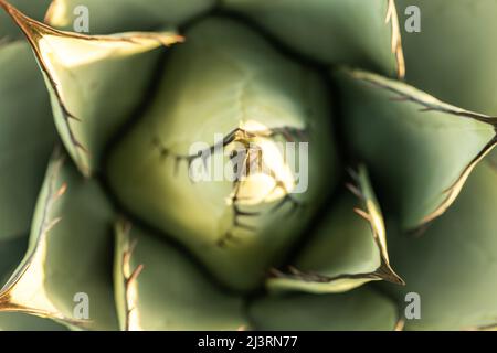 Guardando verso il basso il Centro di uno stabilimento di Agave Havardiana nel Parco Nazionale delle Montagne Guadalupe Foto Stock