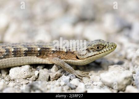 Adulto California Alligator Lizard Warming su Ghiel Trail. Joseph D Grant Ranch County Park, Santa Clara County, California, USA. Foto Stock