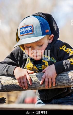 Ranch bambini che giocano all'evento primaverile di branding sul ranch Hutchinson vicino a Salida: Colorado; USA Foto Stock