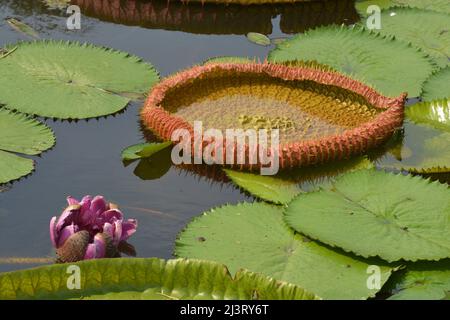Victoria è un genere di ninfee della famiglia delle piante Ninfeaceae, con foglie verdi molto grandi che giacciono piatte sulla superficie dell'acqua.il genere nam Foto Stock