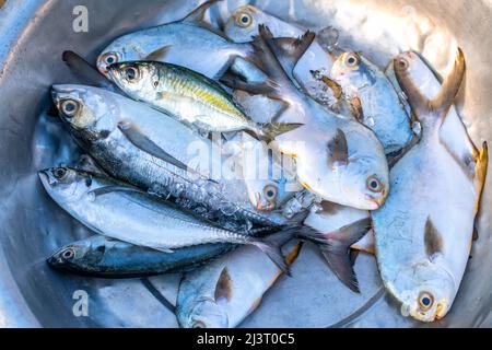 Sgombro di cavallo appena pescato in vendita presso un mercato di pesce fresco in un villaggio di pescatori costiero centrale in Vietnam Foto Stock