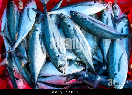 Sgombro di cavallo appena pescato in vendita presso un mercato di pesce fresco in un villaggio di pescatori costiero centrale in Vietnam Foto Stock