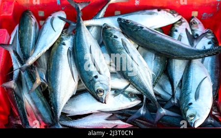 Sgombro di cavallo appena pescato in vendita presso un mercato di pesce fresco in un villaggio di pescatori costiero centrale in Vietnam Foto Stock