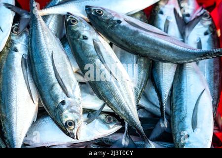 Sgombro di cavallo appena pescato in vendita presso un mercato di pesce fresco in un villaggio di pescatori costiero centrale in Vietnam Foto Stock