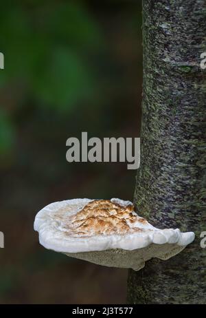 Staffa fungo su tronco di albero con sfondo verde fuori fuoco Foto Stock