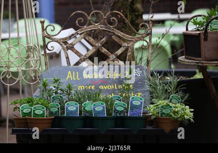 selezione di erbe in pentole su sedia da giardino in metallo rustico Foto Stock