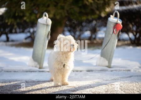 In inverno, un cane attende legato da un guinzaglio ad un palo di metol. Foto Stock