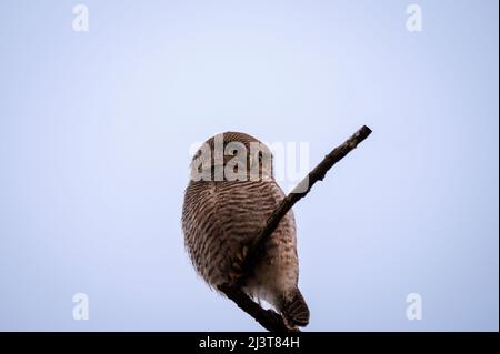 Il gufo della giungla o il gufo della giungla barred o il radiatum di Glaucidium arroccato nella zona dhikala del parco nazionale di jim corbett o la riserva della foresta uttarakhand india Foto Stock