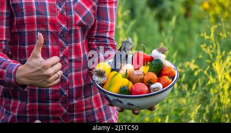 Donna contadina che tiene verdure fresche dalla fattoria. Carote, cetrioli, ravanelli, mais, aglio e peperoni in mani. Fuoco selettivo Foto Stock
