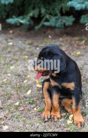 Un piccolo e carino cucciolo di Rotweiler Foto Stock