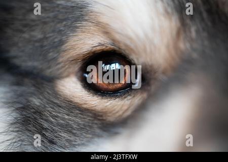 Primo piano o macro di un occhio di un cane Foto Stock