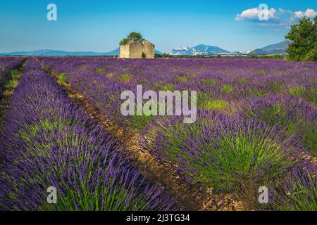 Paesaggio estivo sorprendente e luogo di fotografia, agricoli cespugli di lavanda viola e vecchia casa in pietra in rovina nella piantagione di lavanda, Valensole, Foto Stock