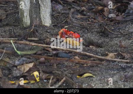 Martinica , Antille, Les salines, crabes Touloulou sur la plage de Sable noir, petit crabe terrestre rouge et noir Foto Stock