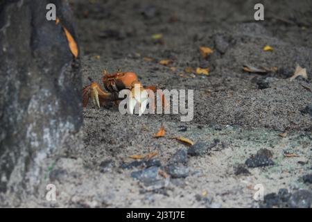 Martinica , Antille, Les salines, crabes Touloulou sur la plage de Sable noir, petit crabe terrestre rouge et noir Foto Stock