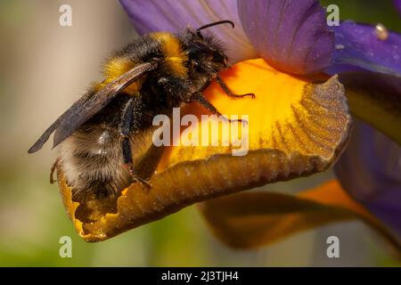 Bumble ape primo piano su un petalo di fiori di iride in estate. Buff coda insetto raccolta polline. Pianta gialla e viola Foto Stock