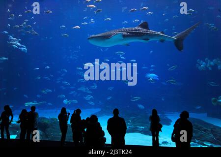 Squalo balena (Rhincodon typus) nel più grande acquario di acqua di mare del mondo, Atlanta, USA Foto Stock