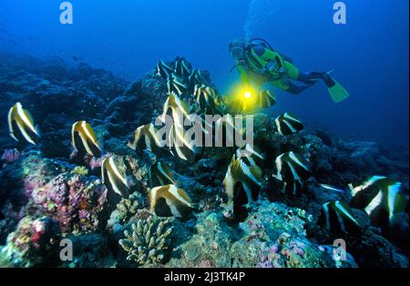 Subacqueo dietro un gruppo di pesci fantasma (Heniochus pleurotaenia), Ari Atoll, Maldive, Oceano Indiano, Asia Foto Stock