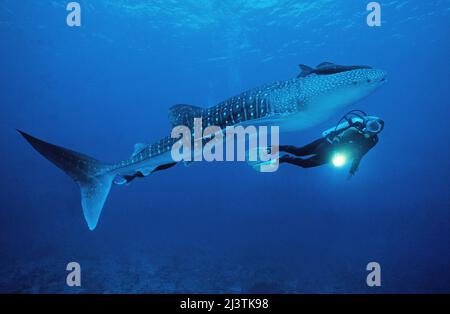 Subacqueo e squalo balena (Rhincodon typus), il più grande pesce del mondo, Ari Atoll, Maldive Foto Stock