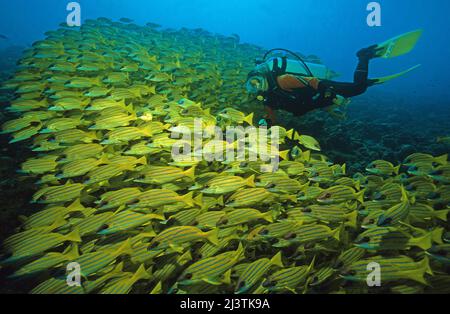 Subacqueo in una grande scuola Bluestripe snapper (Lutjanus kasmira), Ari Atoll, Maldive, Oceano Indiano, Asia Foto Stock