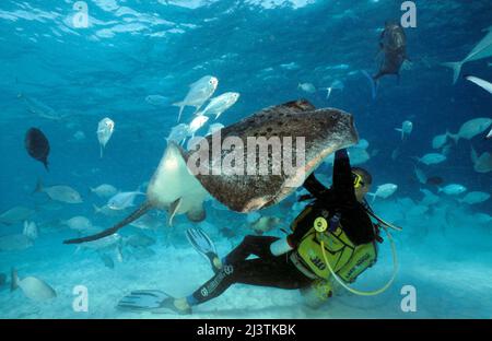 Scuba diver carezza a un Whiptail Stingray (Taeniura meyeni), Ari Atoll, Maldive, Oceano Indiano Foto Stock