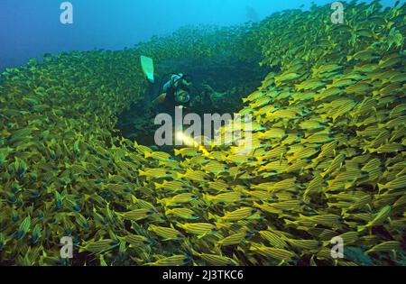 Subacqueo in una grande scuola Bluestripe snapper (Lutjanus kasmira), Ari Atoll, Maldive, Oceano Indiano, Asia Foto Stock