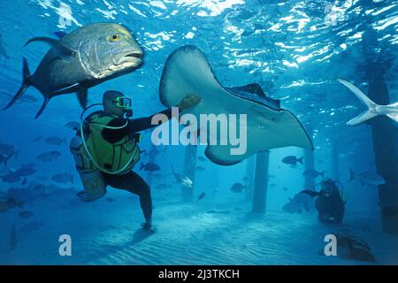 Scuba diver carezza a un Whiptail Stingray (Taeniura meyeni), Ari Atoll, Maldive, Oceano Indiano Foto Stock