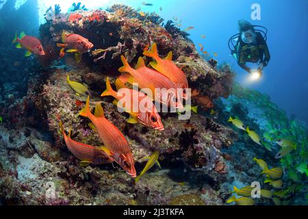 Subacqueo in una barriera corallina con un gruppo di scoiattoli giganti (Sargocentron spiniferum), Atollo di Malè del Sud, Maldive, Oceano Indiano, Asia Foto Stock