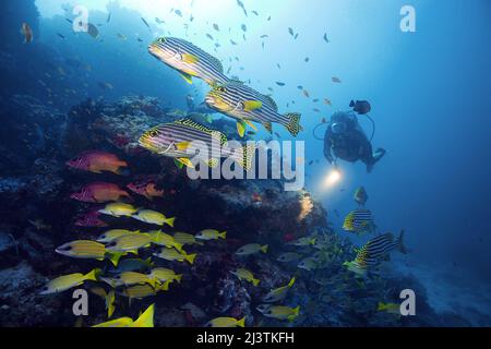 Subacqueo in una barriera corallina con dolcificanti orientali (Plectorhinchus vittatus) e dentifrici bluestriped (Lutjanus kasmira), atollo di Ari, Maldive Foto Stock