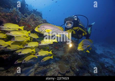 Subacqueo in una barriera corallina con dolcificanti orientali (Plectorhinchus vittatus) e dentifrici bluestriped (Lutjanus kasmira), atollo di Ari, Maldive Foto Stock