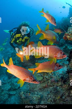 Subacqueo in una barriera corallina con un gruppo di scoiattoli giganti (Sargocentron spiniferum), Atollo di Malè del Sud, Maldive, Oceano Indiano, Asia Foto Stock