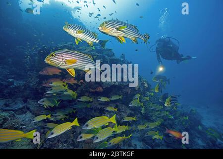 Subacqueo in una barriera corallina con dolcificanti orientali (Plectorhinchus vittatus) e dentifrici bluestriped (Lutjanus kasmira), atollo di Ari, Maldive Foto Stock