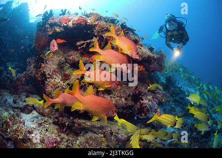 Subacqueo in una barriera corallina con un gruppo di scoiattoli giganti (Sargocentron spiniferum), Atollo di Malè del Sud, Maldive, Oceano Indiano, Asia Foto Stock