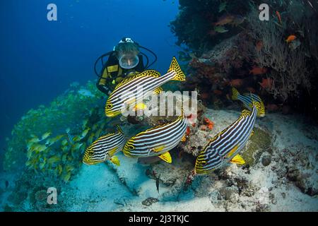 Subacqueo con Oriental Sweetlipps (Plectorhinchus vittatus), dietro una scuola Bluestriped snappers (Lutjanus kasmira), Atollo di Maldive Sud Foto Stock