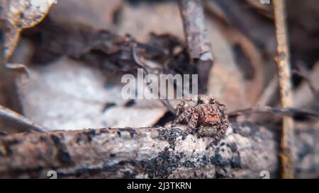 Magnifico camouflage di salto ragno. Langona è una specie di ragni della famiglia Salticidae. Foto Stock