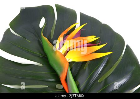 Primo piano la foglia di palma di Monstera Deliciosa e Bird of Paradise fiore Foto Stock