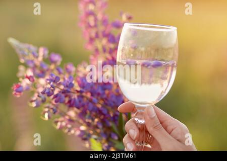 La mano della donna tiene un bicchiere con lupinus nel prato al tramonto. Benessere e concetto naturale. Concetto di bevanda ayuverdica adattogena. Consumo cosciente Foto Stock