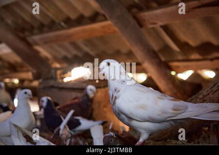 Hobby per l'anima. Allevamento di piccioni di razza pura in cortile privato. Casa calda per uccelli. Dieta carne. Il concetto di vita pastorale rurale di Naturecore. Spazio di copia. Foto Stock