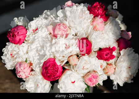Bellissimi fiori rosa di peonia nel giardino estivo. Bellissimo sfondo floreale. Un sacco di belle peonie fresche in rosa e bianco. Foto Stock