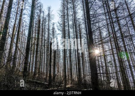 Area forestale a nord del villaggio Hirschberg, distretto Soest, abete morto si erige alberi morti a causa di infestazione di coleotteri di corteccia, Foresta Arnsberg, NRW, Germa Foto Stock