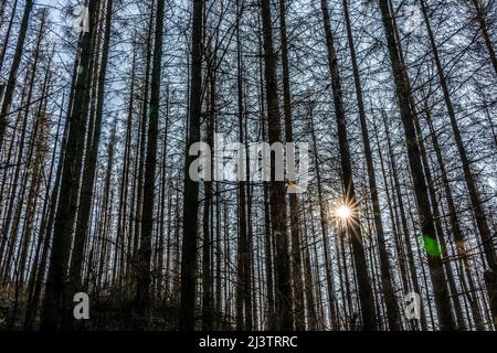 Area forestale a nord del villaggio Hirschberg, distretto Soest, abete morto si erige alberi morti a causa di infestazione di coleotteri di corteccia, Foresta Arnsberg, NRW, Germa Foto Stock