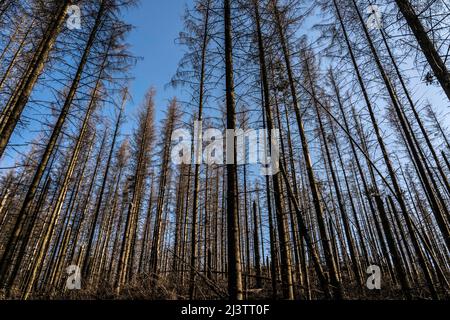 Area forestale a nord del villaggio Hirschberg, distretto Soest, abete morto si erige alberi morti a causa di infestazione di coleotteri di corteccia, Foresta Arnsberg, NRW, Germa Foto Stock
