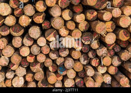 Area forestale a nord del villaggio Hirschberg, distretto Soest, palo di legno, legno di abete rosso, con segni per il diametro del tronco, abete rosso morto stand d Foto Stock