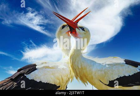 Primo piano di due cicogne bianche (ciconia ciconia) in un nido che si aggrappano insieme. Il collo e la testa formano un cuore, cielo azzurro chiaro, nuvole soffici (f Foto Stock