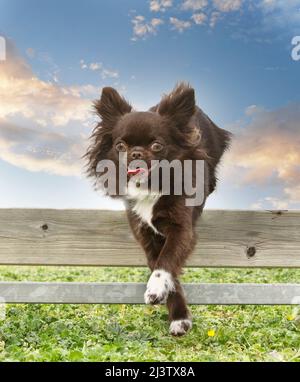 addestramento per un chihuahua su una recinzione per la disciplina di obbedienza Foto Stock